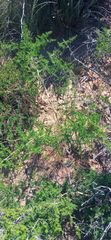 Asparagus multiflorus