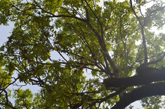 Epomophorus gambianus