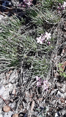 Gypsophila sambukii