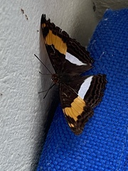 Adelpha iphicleola