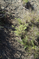 Crassula mesembryanthoides mesembryanthoides