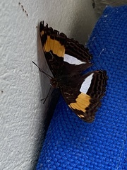 Adelpha iphicleola