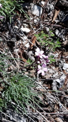Gypsophila sambukii
