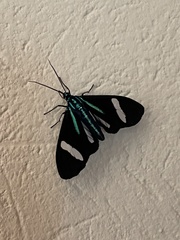 Mydromera