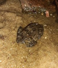 Sclerophrys regularis