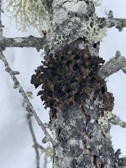 Tuckermanopsis americana