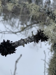 Tuckermanopsis americana