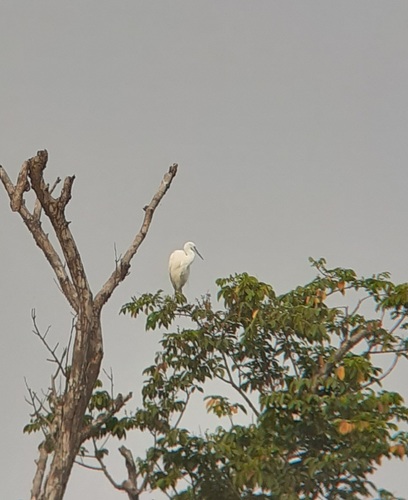 Little Egret