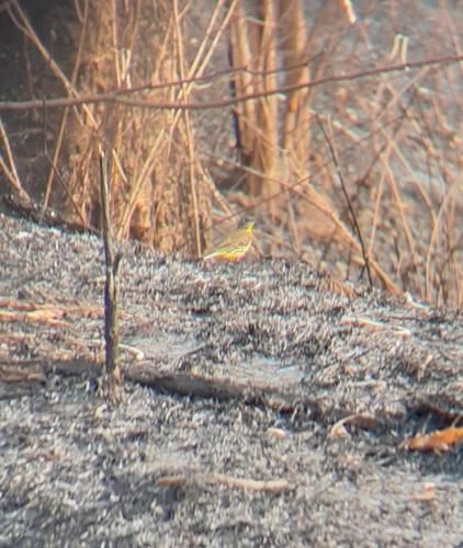 Western Yellow Wagtail