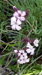 Gypsophila sambukii