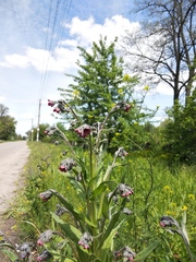 Cynoglossum officinale