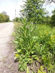 Cynoglossum officinale