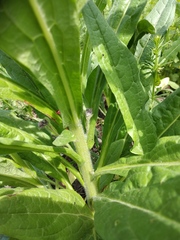 Cynoglossum officinale