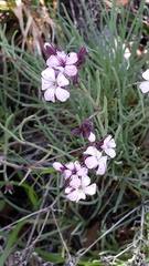 Gypsophila sambukii