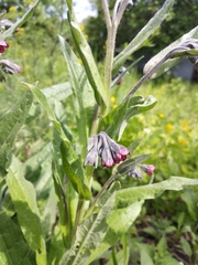 Cynoglossum officinale