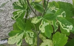 Phytomyza aquilegivora