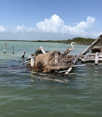 Ardea herodias occidentalis × wardi