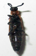 Physciolagria singularicornis
