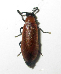 Physciolagria singularicornis