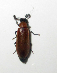Physciolagria singularicornis
