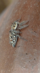 Hyllus semicupreus