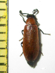 Physciolagria singularicornis