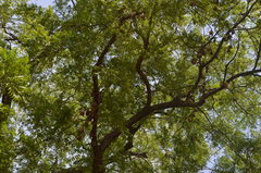 Epomophorus gambianus