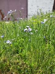 Linum austriacum