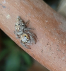 Hyllus semicupreus