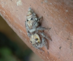 Hyllus semicupreus
