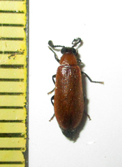 Physciolagria singularicornis