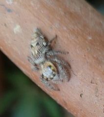 Hyllus semicupreus