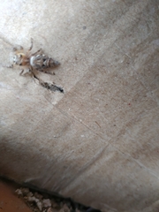 Hyllus semicupreus