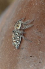 Hyllus semicupreus