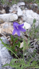 Campanula dasyantha