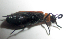 Physciolagria singularicornis
