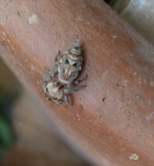 Hyllus semicupreus