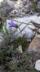 Campanula dasyantha