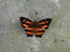 Symbrenthia hypselis