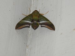 Oryba achemenides
