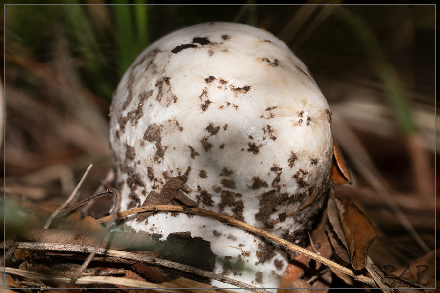 Calvatia cyathiformis · January 2022 · photo: © r-a-p (iNaturalist, cc-by)