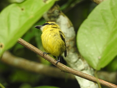 Todirostrum chrysocrotaphum