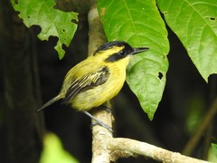 Todirostrum chrysocrotaphum
