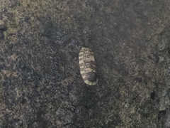 Chiton