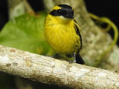 Todirostrum chrysocrotaphum
