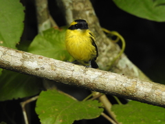 Todirostrum chrysocrotaphum
