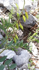 Astragalus kaufmannii
