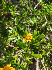 Borrichia arborescens