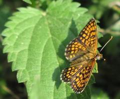 Melitaea athalia