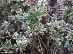 Asteriscus intermedius